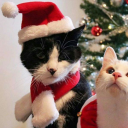 avatar ✮ ⋮ ꒰ 𝑹𝑶𝑲𝑲𝑺𝑻☆𝑹 ꒱ 🎄