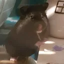 iamnotacactus