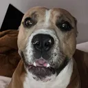 basseforce