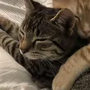 chill_koala