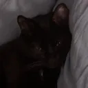 dobdev