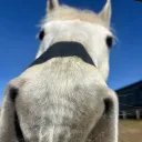 ceriaal