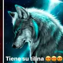 shira_wolficute