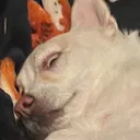 pumpkkyn