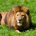 Аватар loremon45