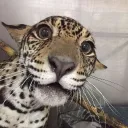 jaguaro.1337