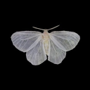avatar Eringi