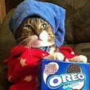 pajamacats
