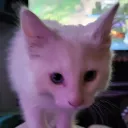 .kiwig
