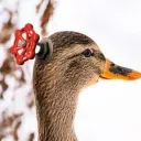 theduck666