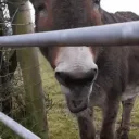_heehaw