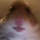 felitendo
