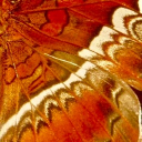 avatar 𖤣𖥧𓋼🍂 Nyaa ཐིཋྀ Moth 🍂𓋼𖥧𖤣