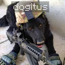 dogitus