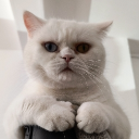 Discord Avatar