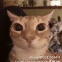 rawixt