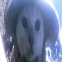 psiaxozky