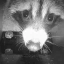 raccoon0613