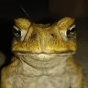 fregward avatar