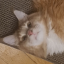 avatar Xori