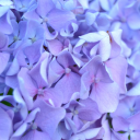 avatar ♡᲼David᲼♡