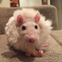 avatar Rat