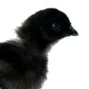bofuchen