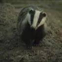 jackthebadger