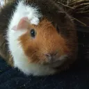 maxisdumblol