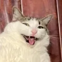 usawilliamf