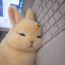 Discord Avatar