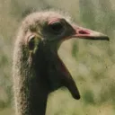 coochiemonster69