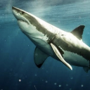 avatar Viiruspter1dactle