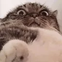kokosmilch