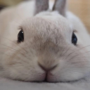 avatar bunny