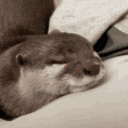 avatar Otters