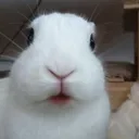 harlyly