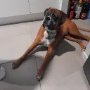 log_loglog