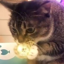 avatar ToppingsOfchoice