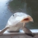 avatar ToppingsOfchoice