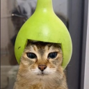 avatar ToppingsOfchoice