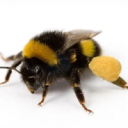 avatar 70,591,731 Bee's