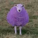 ilovepurplesheeps