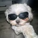 sooshysoosh