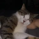 chatdad4311