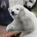 avatar Kherse Qotbi ‹ネ›