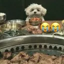 tcolli