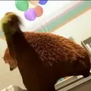 extendobxndz