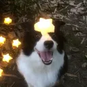 commanderwolffy21