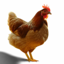 Discord Avatar